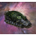 BattleTech Miniatures: Congress Frigate (3057)