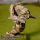 BattleTech Miniatures: Cestus CTS-6Y