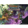Clank! Catacombs: Lairs & Lost Chambers (EN)