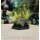 BattleTech: Battlefield Support - Rifle & Command Lances (EN)
