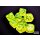 Chessex Lab Dice 7 Translucent Polyhedral Neon Yellow/white 7-Die Set (with bonus die)